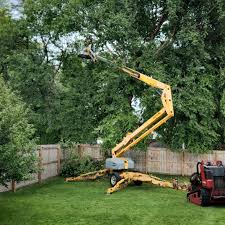 Trusted Waldo, AR Tree Services Experts