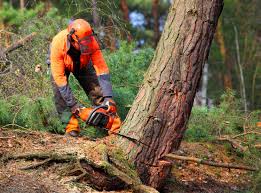 Best Arborist Consultation Services  in Waldo, AR